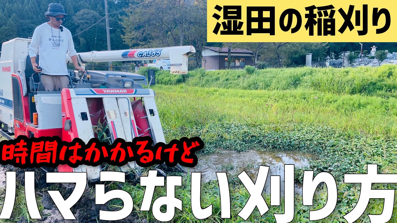 湿田の稲刈り！ハマらないようにめちゃくちゃ時間のかかる一方刈りで刈っていきます😭（RICE IS COMEDY®︎）