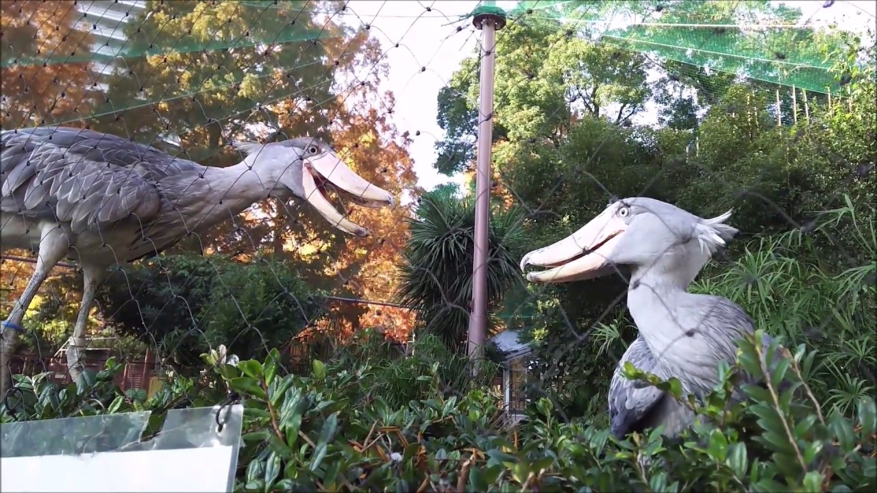 shoebill ハシビロコウ アサンテvsサーナ睨み合い