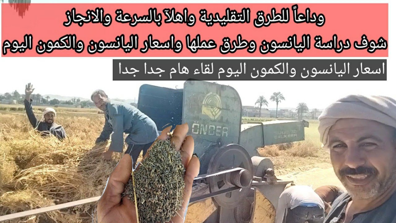 شوف اسعار اليانسون وشوف دراسة اليانسون وطرق عملها وإنتاج الفدان وطرق حصادة الغريبة ومعاد زراعة