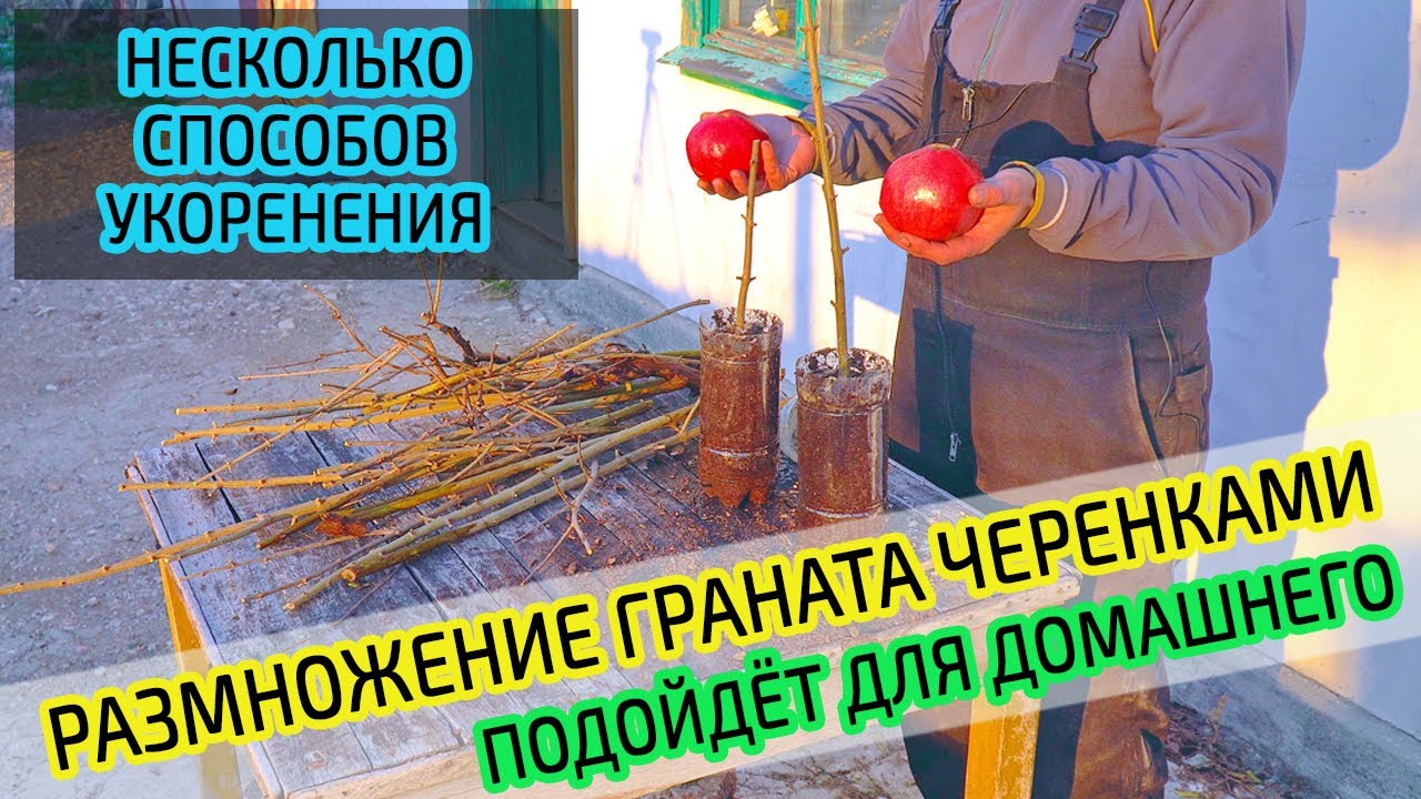 Размножение граната. Как укоренить черенок граната. Подойдёт для домашнего.