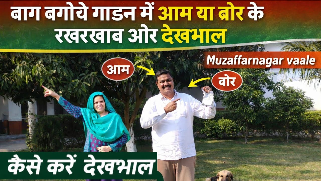 🌲गार्डन में आम 🥭के मोल/बौर की देखभाल ?
