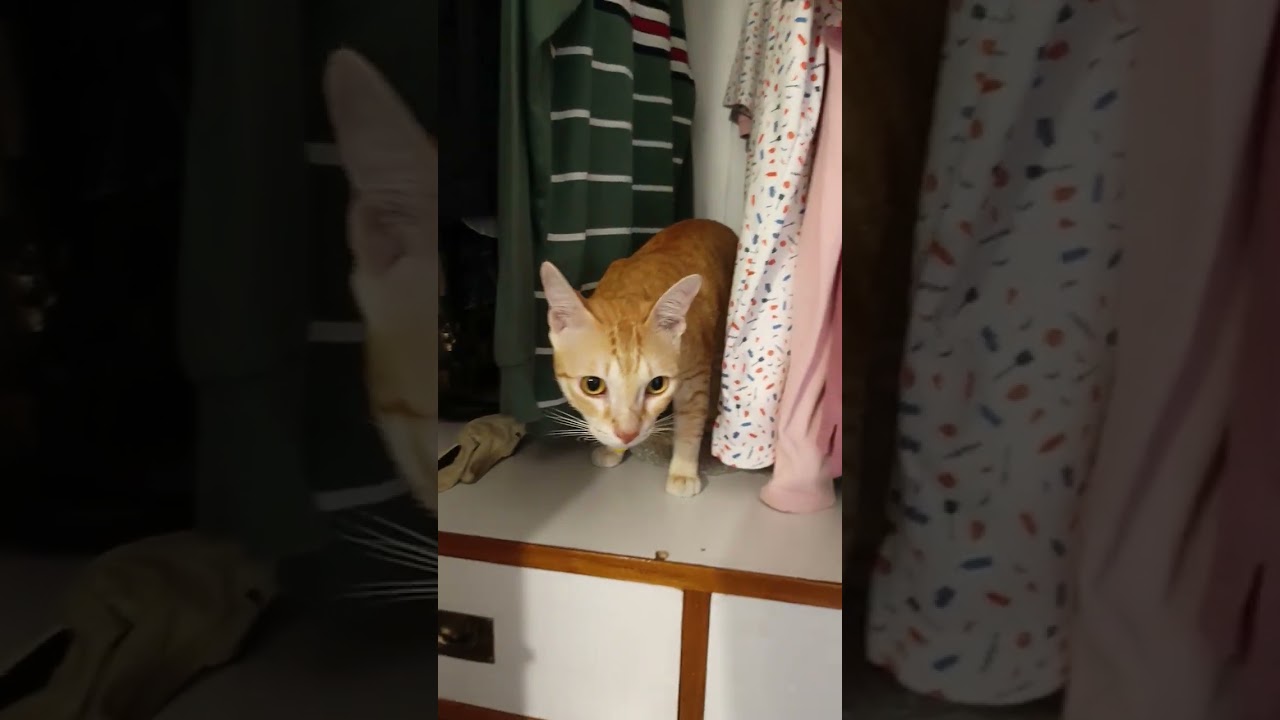 लुलु की नई हरकतें तो लुलु आज कुछ अपना काम खुद करना चाहता है#cat 🐱#funny #comedymove 🥰👍👍#comedy 
