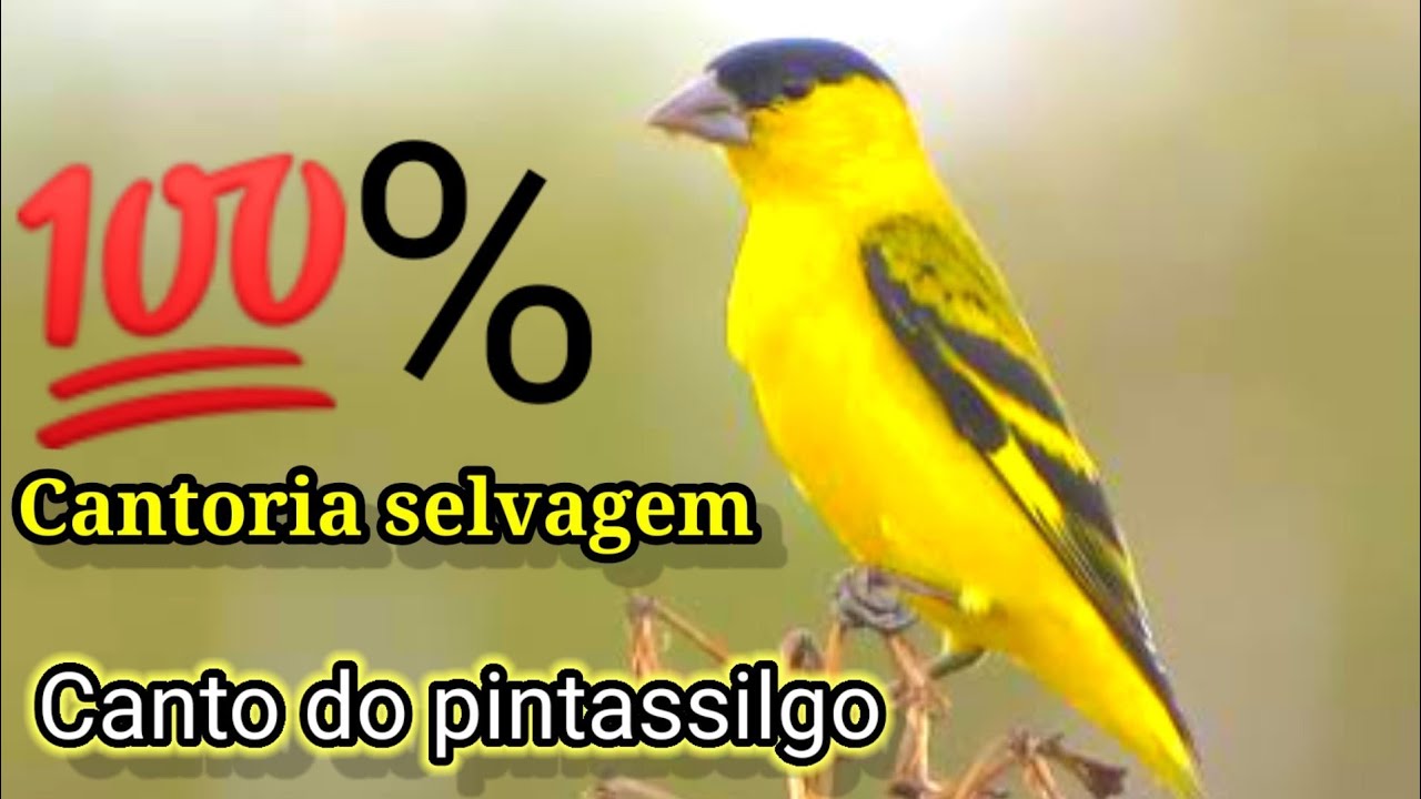 cantoria de pintassilgo para esquentar seu pássaro antes do cruzamento