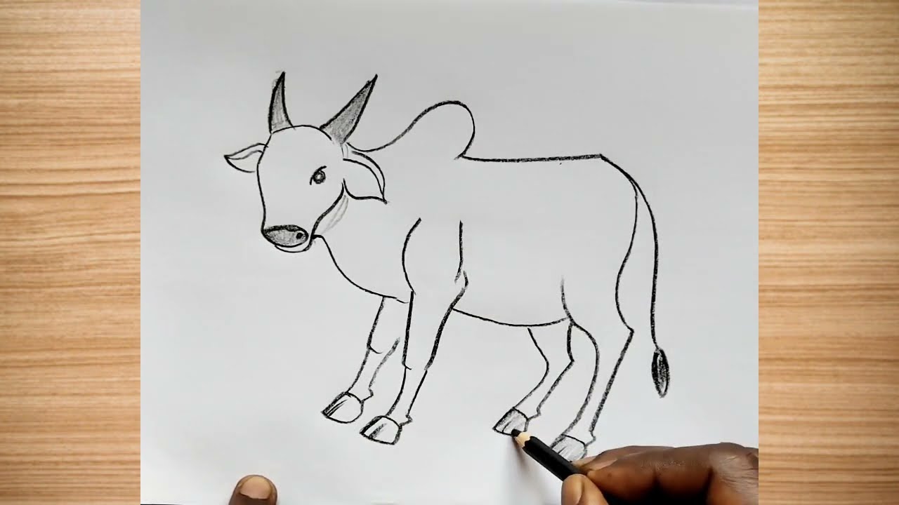 How to draw cow drawing easy step by step || cow drawing@DrawingTalent 