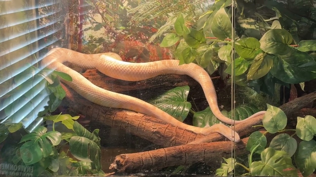 Alice the albino Corn Snake basking under the heat lamp