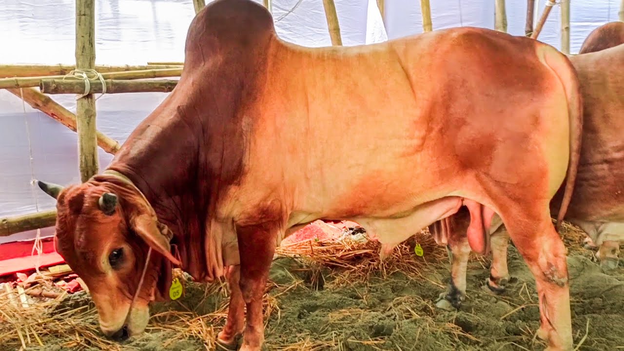 Big Big Sahiwal cow at VIP shade in Gabtoli Cattle Market | Gabtoli gorur Haat