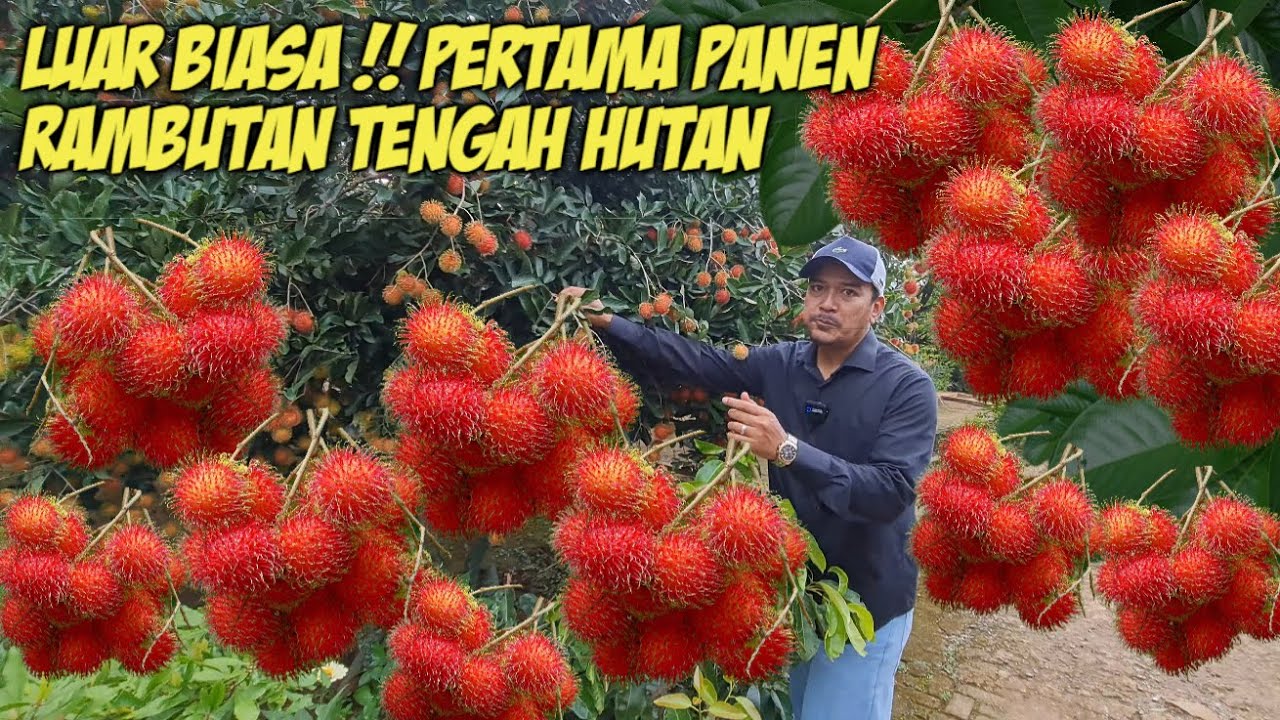 WOW !! PANEN RAMBUTAN DI PONDOK PESANTREN TENGAH HUTAN