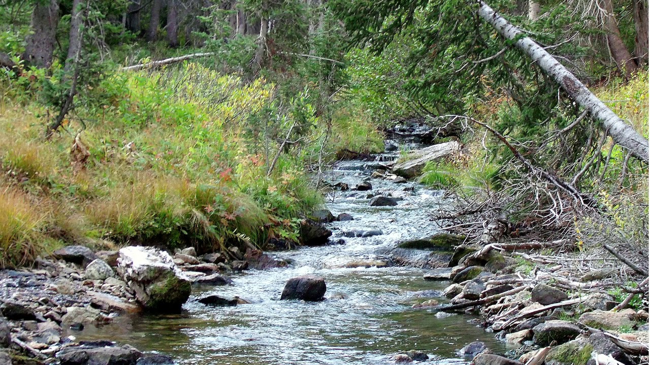 🎧 Relaxation par les sons réels d'un ruisseau de montagne (20 minutes)