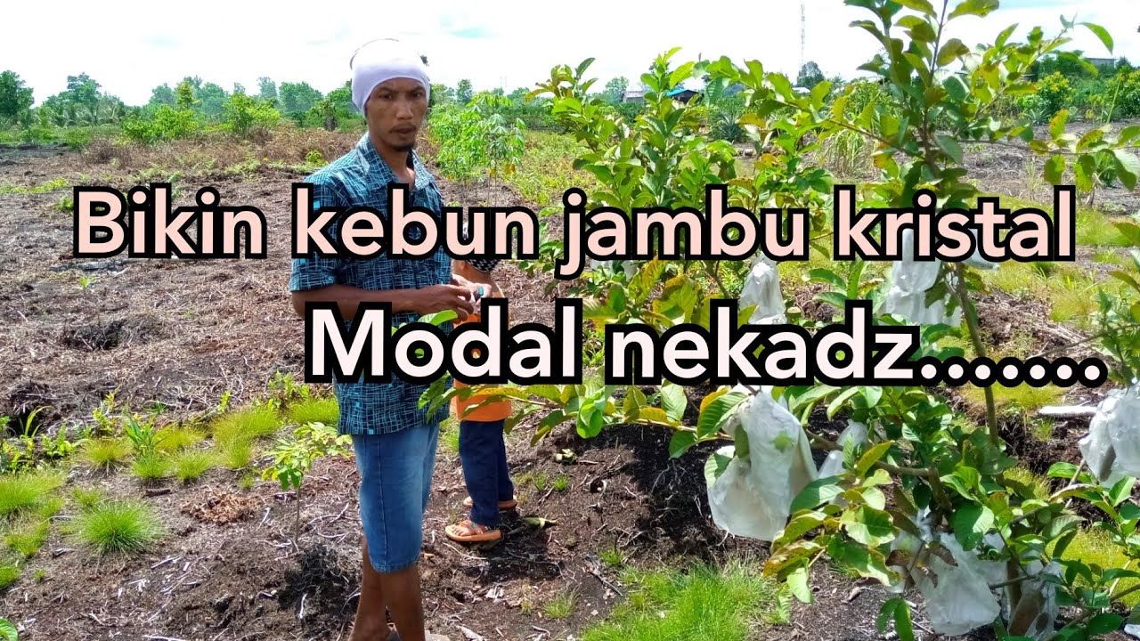 Modal nekad berkebun jambu kristal dilahan gambut. jarak tanam 3 x 1.5 m