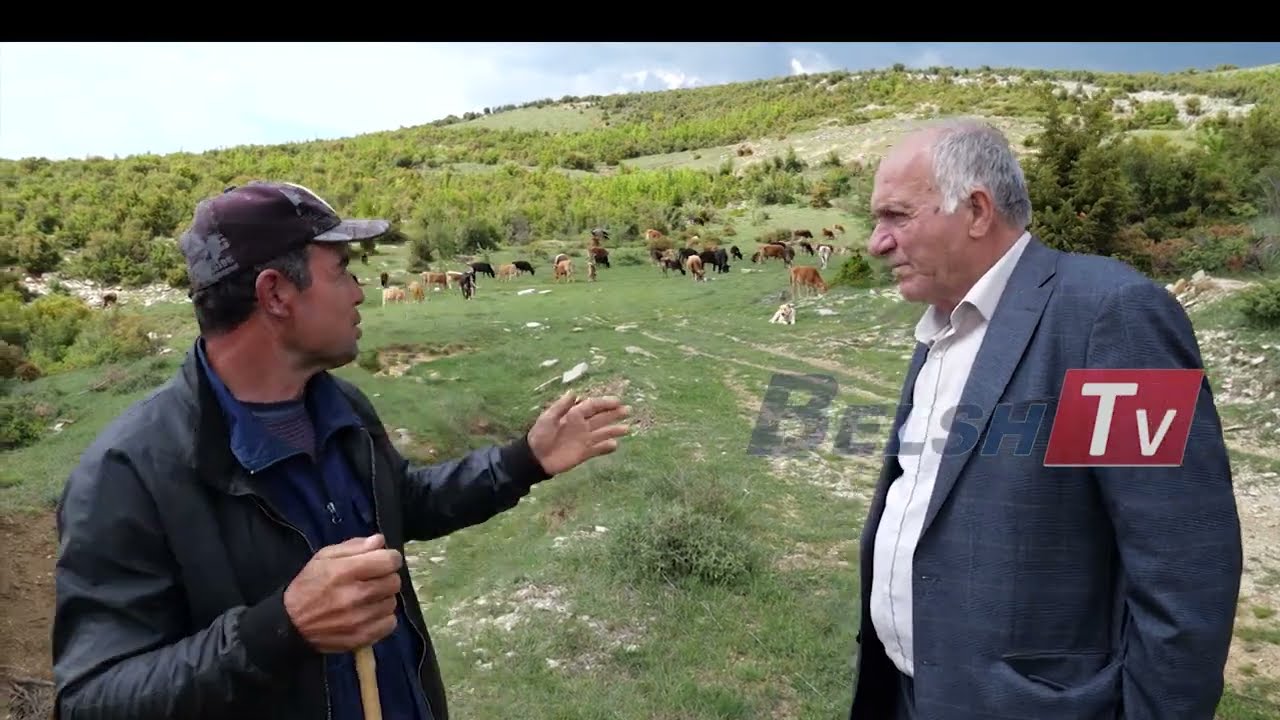 BELSH TV- Ferma me lop në fshatin Topojan të Suloves së Elbasanit....
