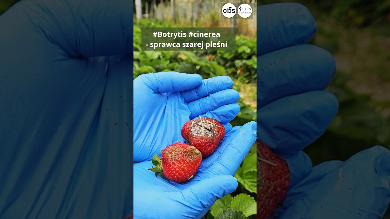 #Botrytis #cinerea - sprawca szarej pleśni na plantacjach truskawki