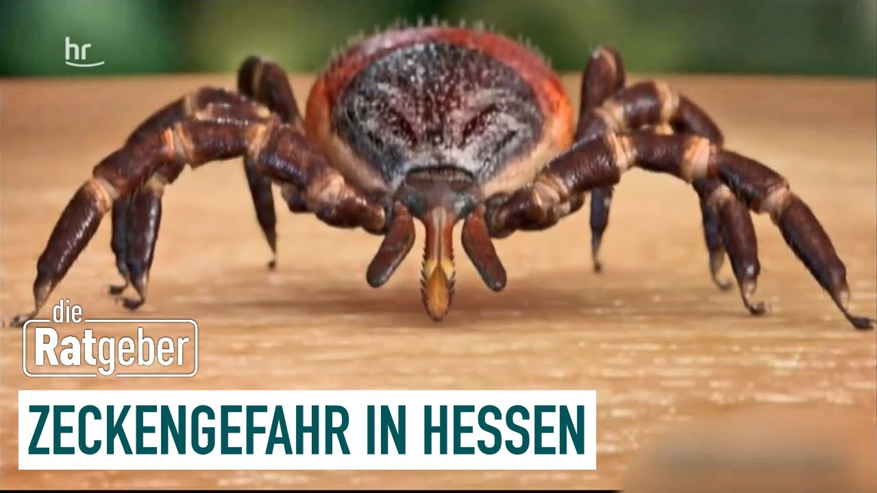 Zecken auf dem Vormarsch? | Die Ratgeber