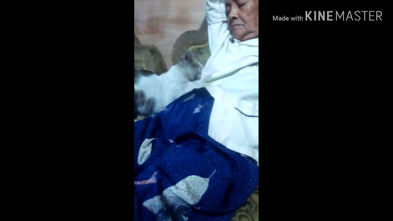 Lucu Nenek menyusui kucing peliharaanya