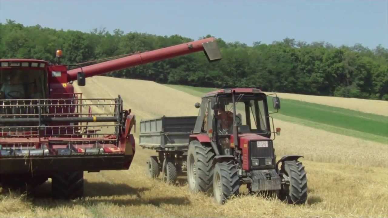 [2012 ] Búza aratás / Wheat Harvest IH Case 2166,Mtz 82,Mtz 920.2