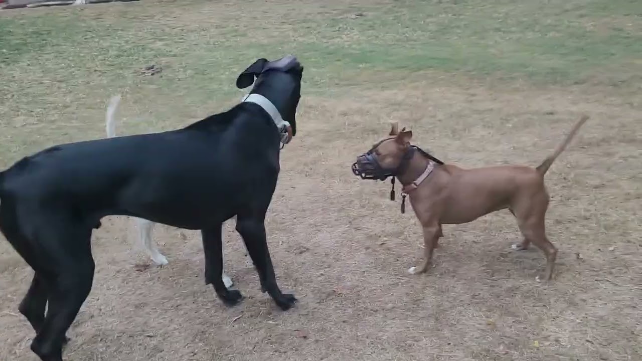 Shrimp Moose Snow Greetings