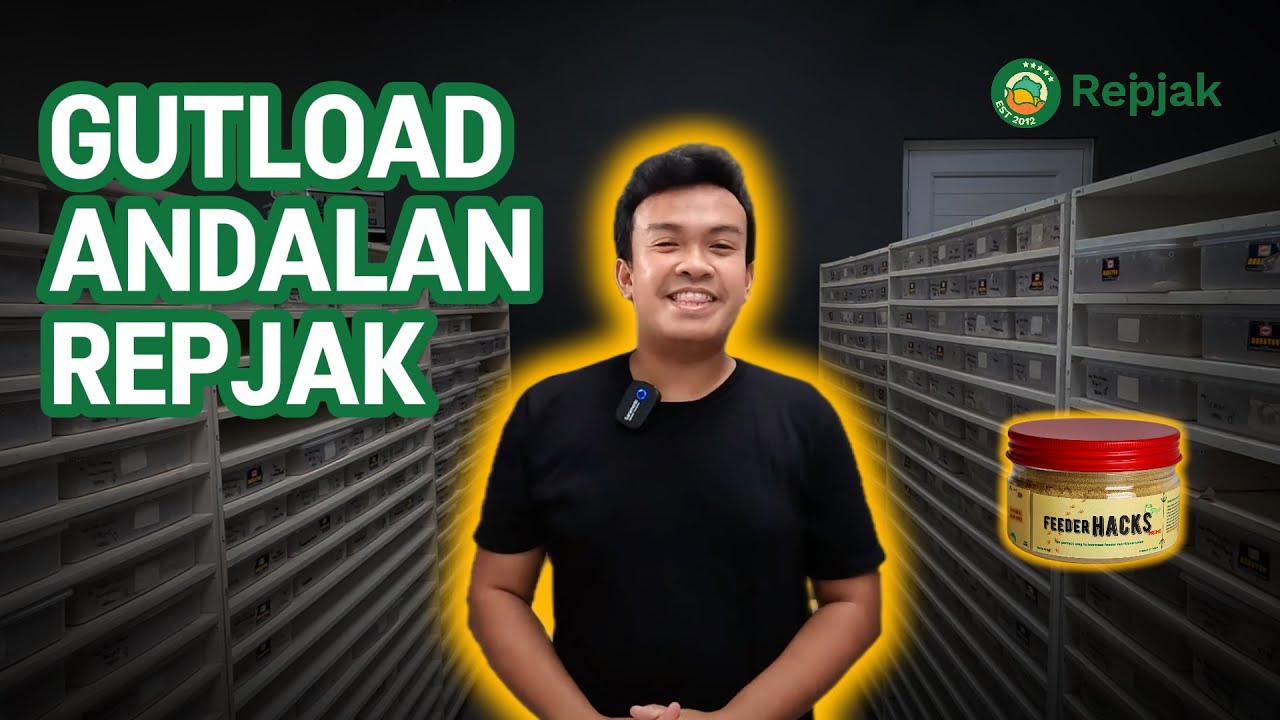 BONGKAR RAHASIA GECKO REPJAK PADA GEMUK DAN SEHAT | GUTLOAD FEEDER HACKS