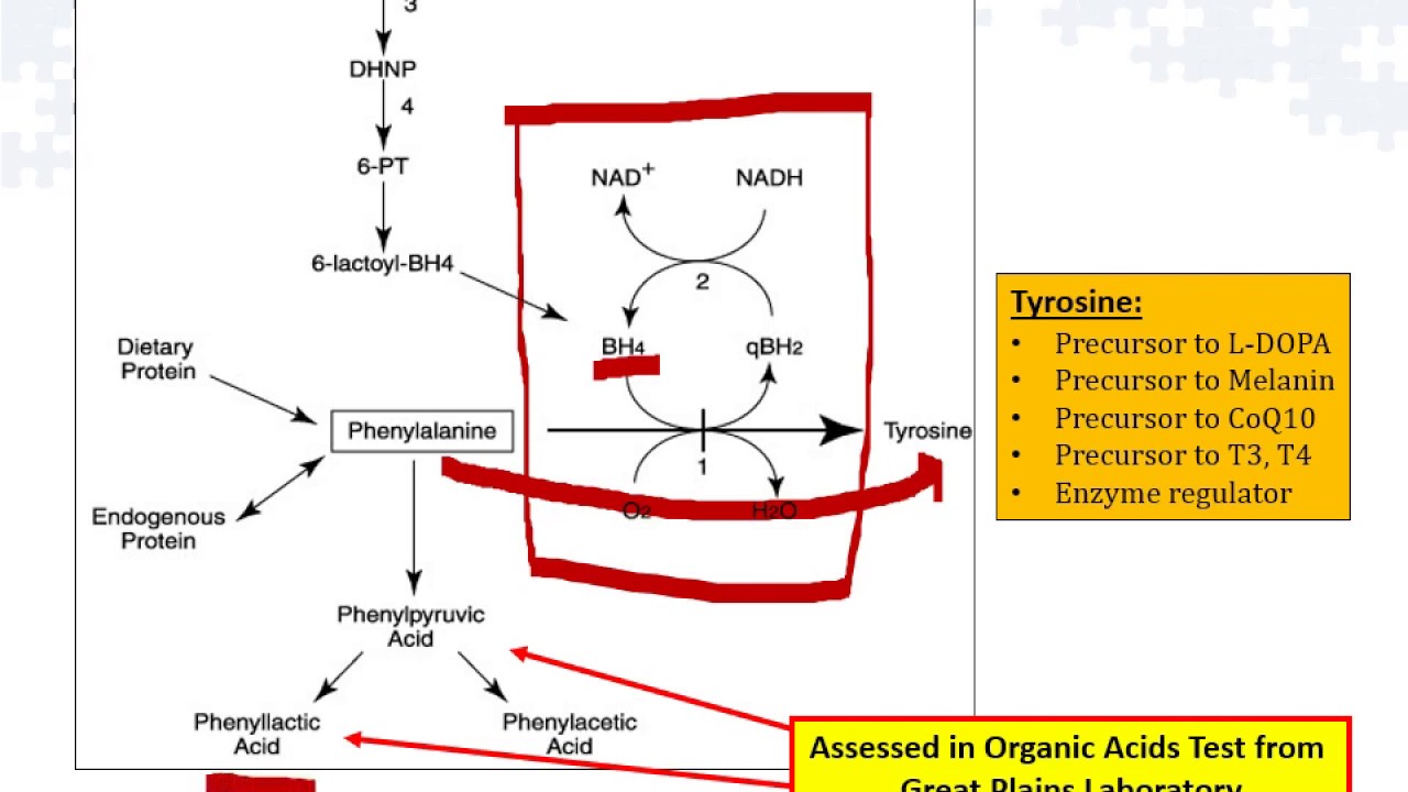 Methylation + Biopterin - Advanced OAT Mastery Course