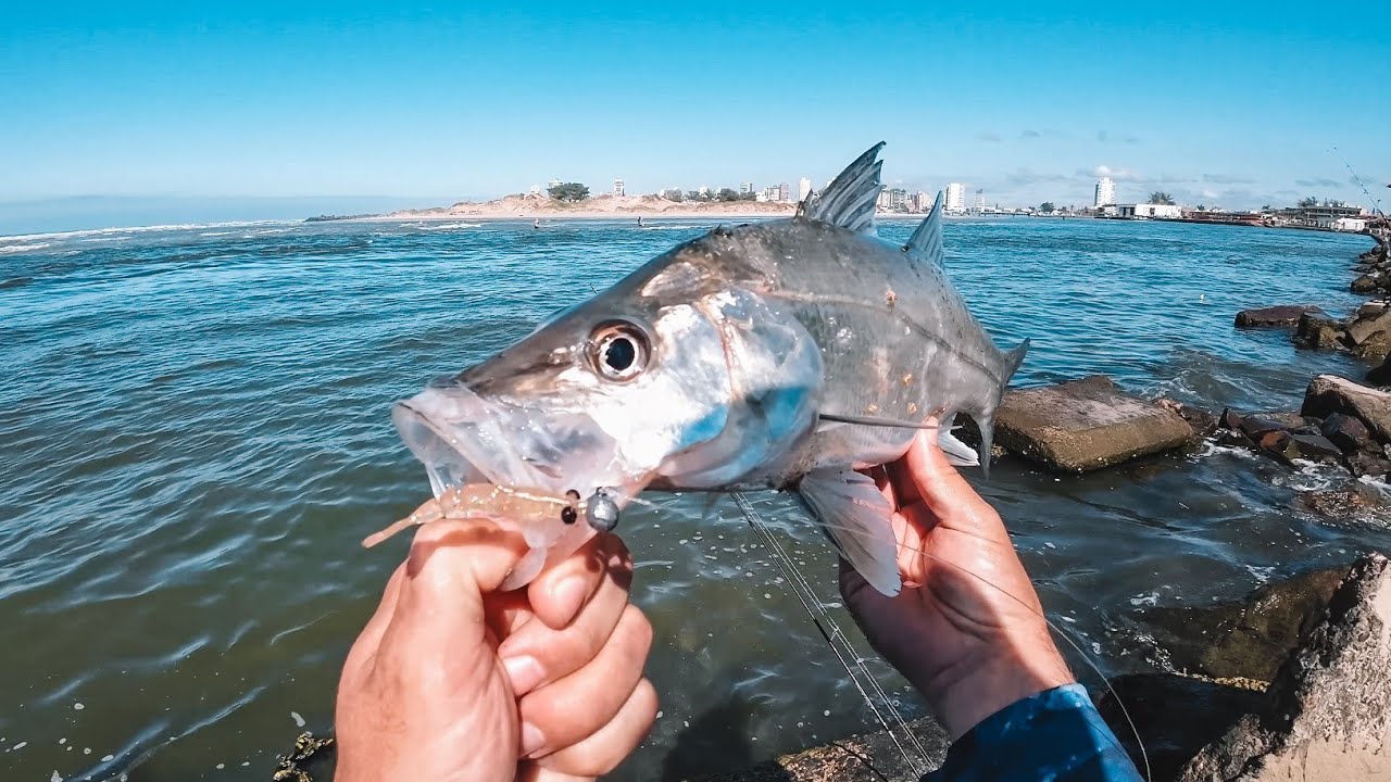 Pescando ROBALOS por 7 DIAS nas Pedras da Barra. Maré vazando e peixe atacado!