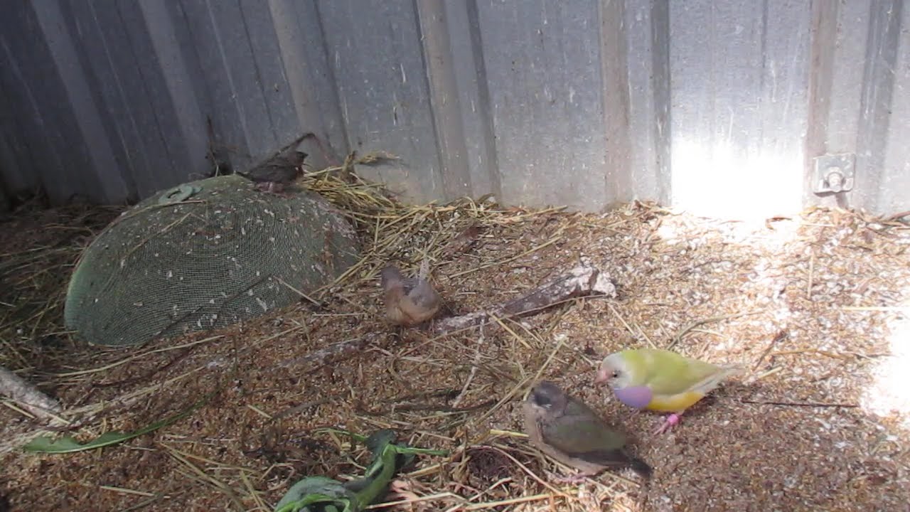 Who are the parents of the fledged Gouldians. SPRING AUSTRALIA