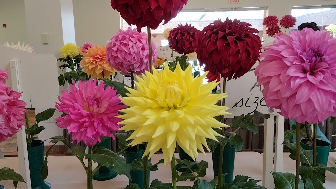 Central States Dahlia Society 2021Dahlia Show at the Chicago Botanic Garden