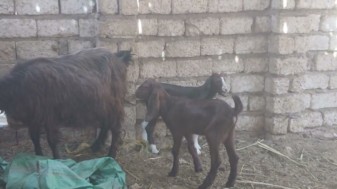عرض شامي وخليط عند  اخوكم ابو فهد رقم التليفون للتواصل.. 01159896512