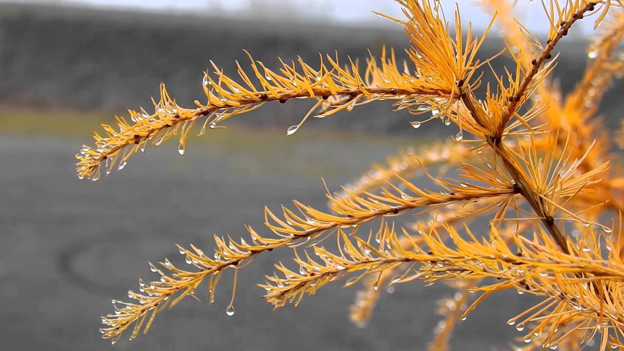 Der goldene Weihnachtsbaum auf der Bergehalde Lydia an einem grauen Dezembertag