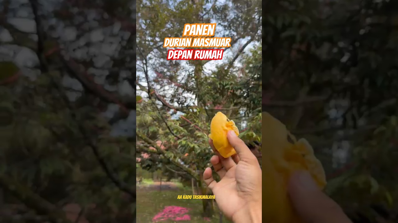 PANEN DURIAN MASMUAR‼️ DEPAN RUMAH #jualbibitdurianmusangking #pusatbibitdurian #aakadu #durian