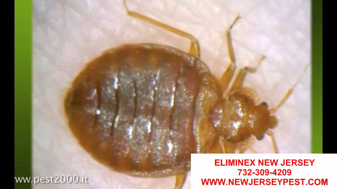 How to find bed bugs NJ | How to know you have bed bugs in New Jersey