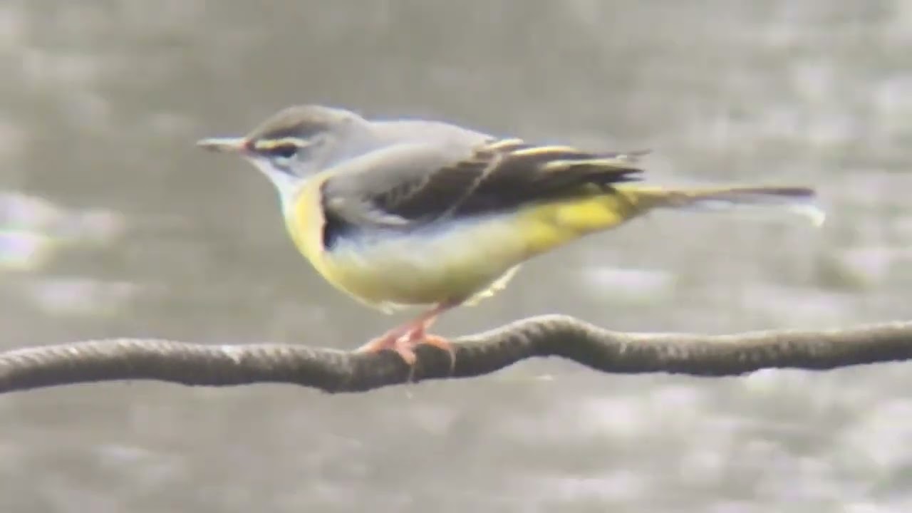 善福寺公園　キセキレイ