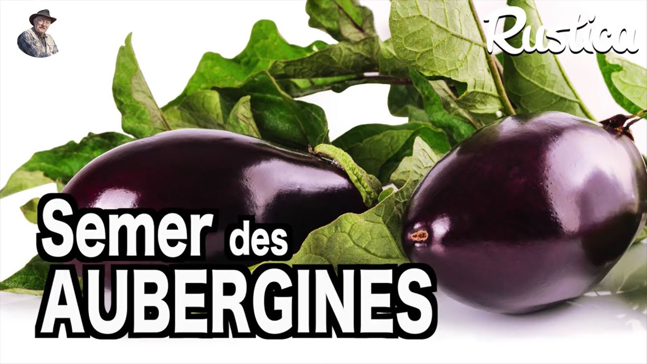 Semer l'aubergine en minimotte