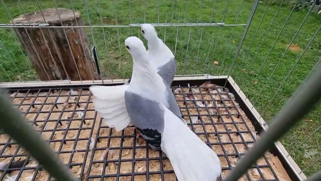 Pokaz boki niebieskie 26/10/2025 #gołębie  #pigeon #zwierzaki #ptaki #birds #pigeons 