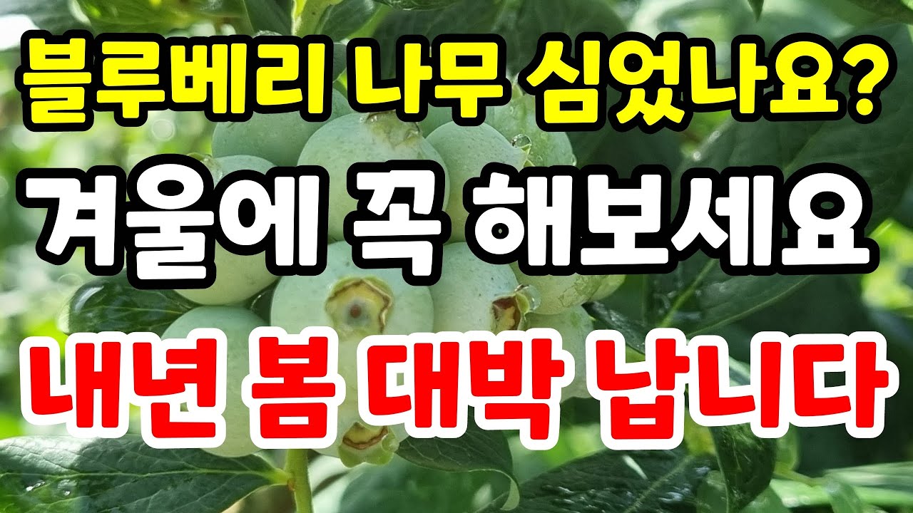 블루베리 내년 봄 대박 나려면 겨울에 꼭 해보세요 놀라운 일이 생깁니다 블루베리 묘목 심는방법#블루베리키우기#블루베리삽목#블루베리가지치기#힐링 #gardening#farming