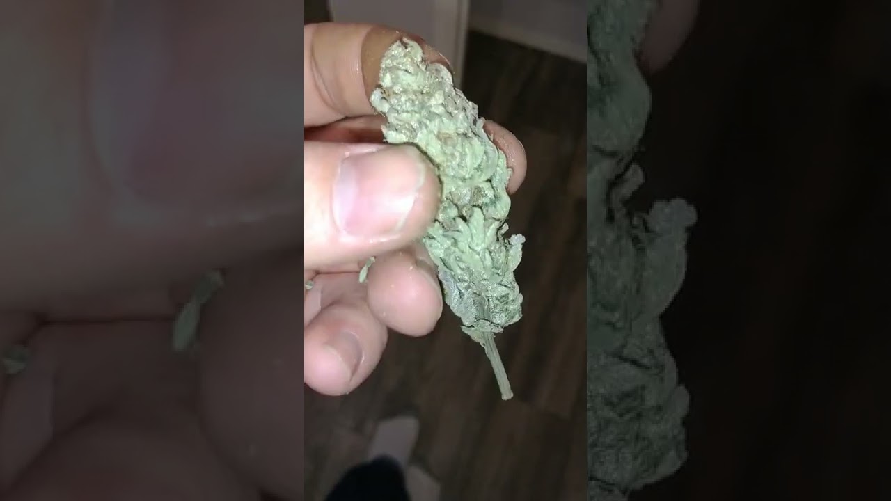 BTY OG