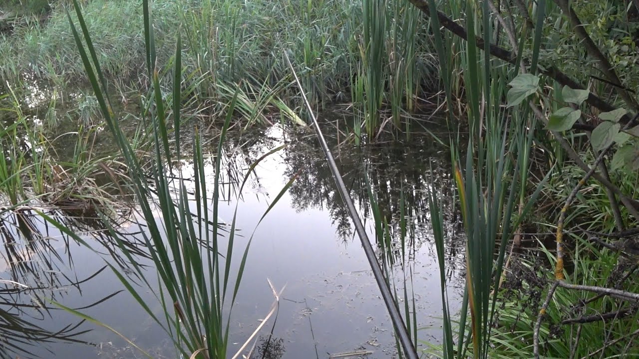 Незнайомий ставок і риба тут є...