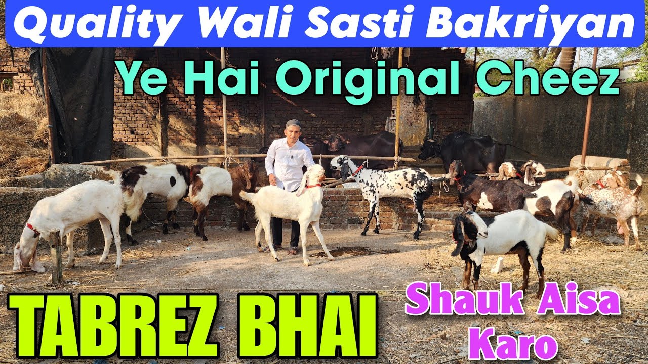 Quality Breeding Female Wali Sasti Bakriyan At TABREZ BHAI | Original Sasti Bakra Bakri In Bhiwandi