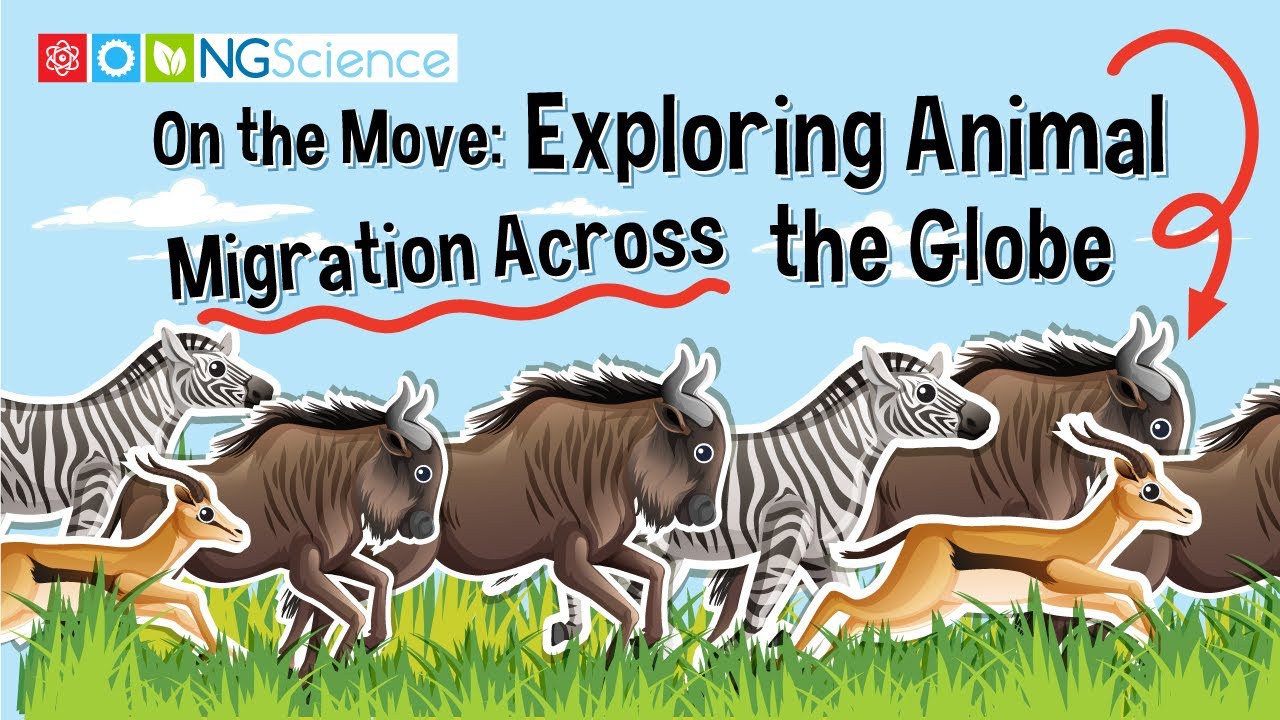 On the Move: Exploring Animal Migration Across the Globe