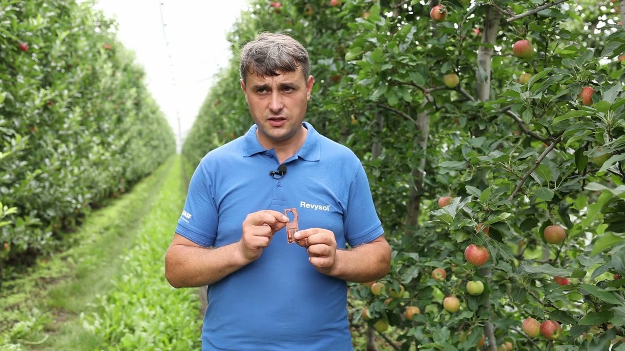 Utilizarea feromonilor în combaterea moliilor la cultura mărului