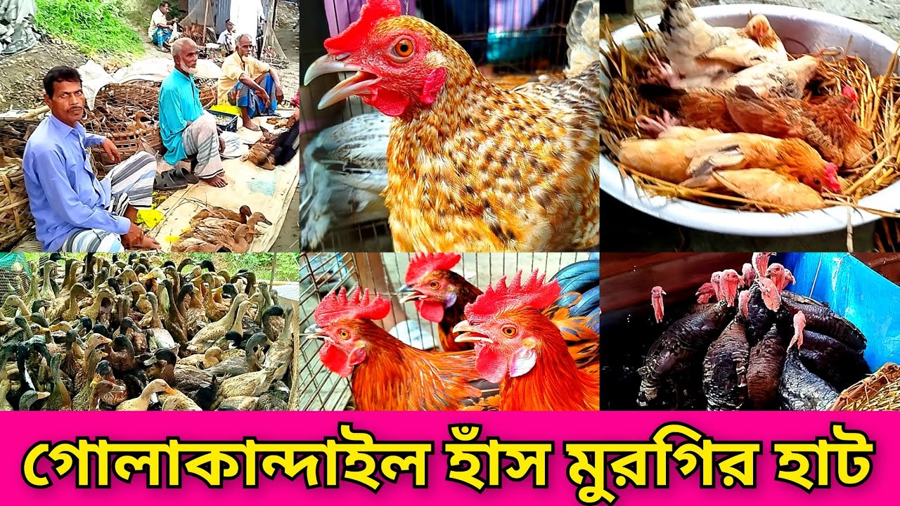 গোলাকান্দাইল হাঁস মুরগির হাট। গাউছিয়া হাঁস মুরগির হাট। golakandail hat.village hat in Bangladesh.