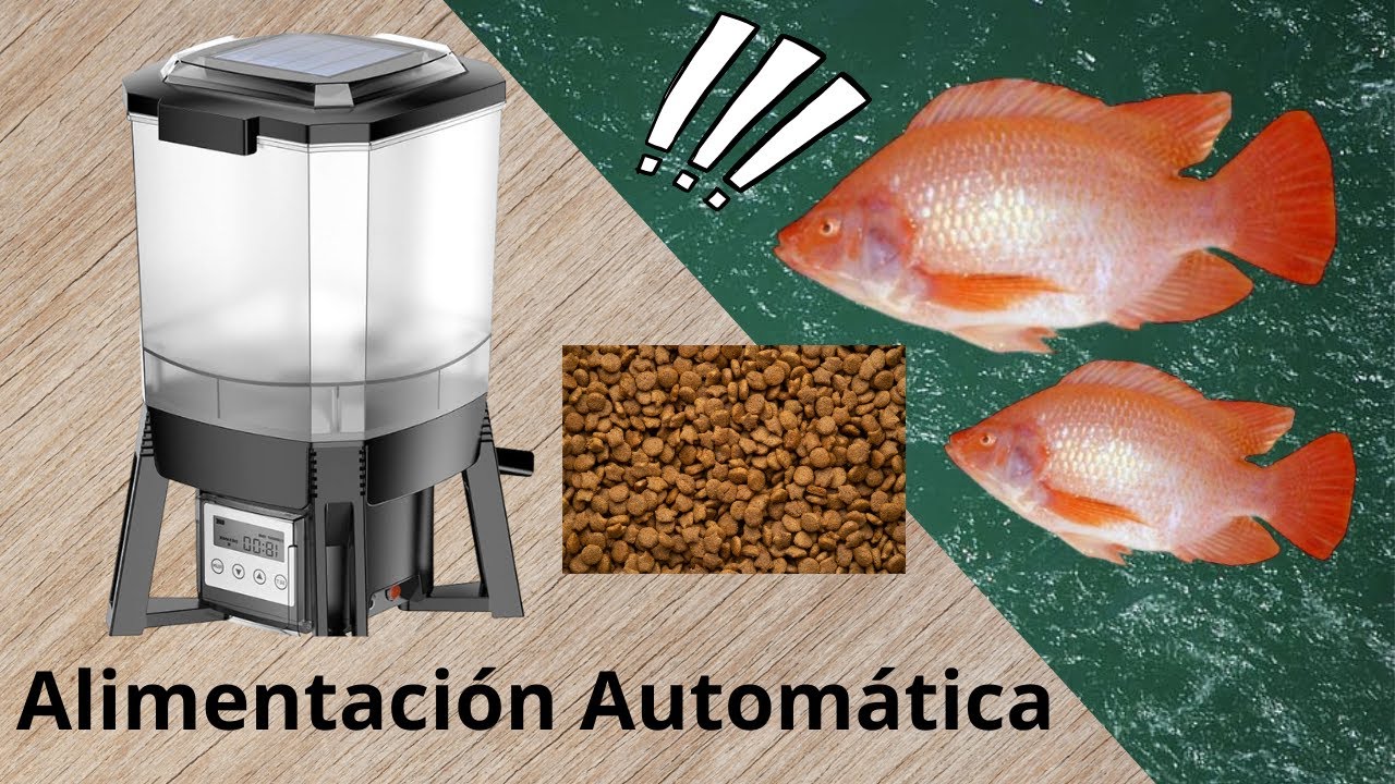 Alimentador Automático para mis Tilapias || Mira cómo funciona