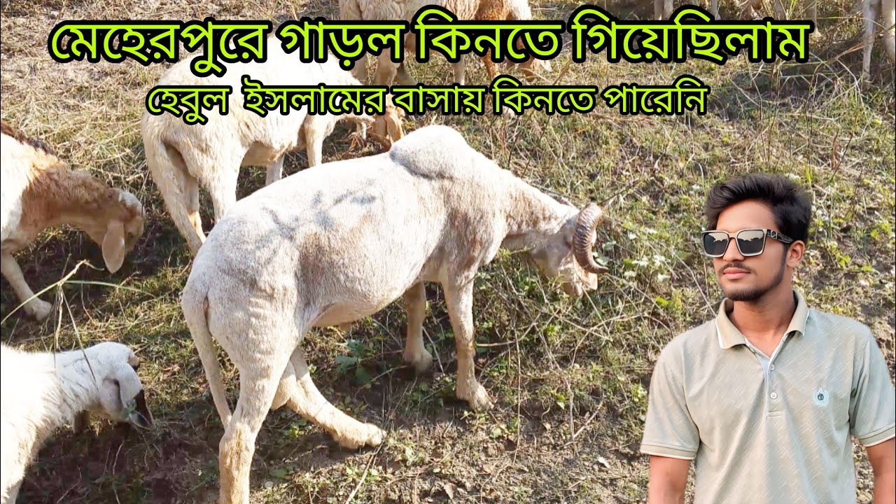 মেহেরপুরে গাড়ল কিনতে গিয়েছিলাম হেবুল  ইসলামের বাসায় 