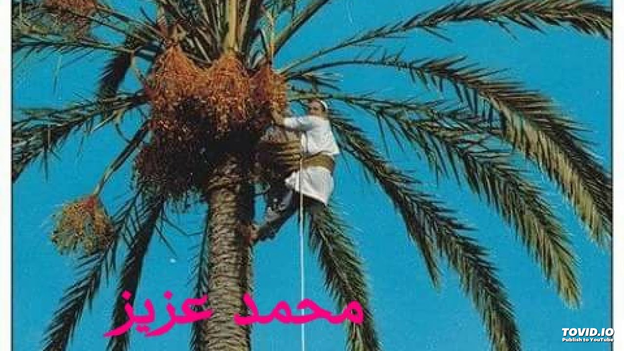 مطريشي 2