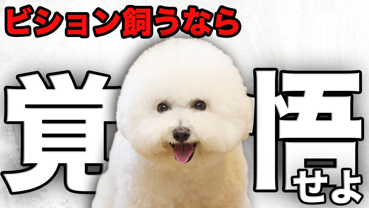 【解説】迎える前に1度見て！ビションフリーゼの魅力や注意点について教えます！
