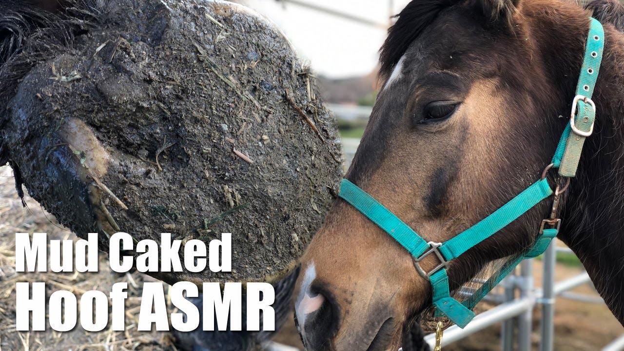 MUD CAKED Hoof Trimming | Total ASMR