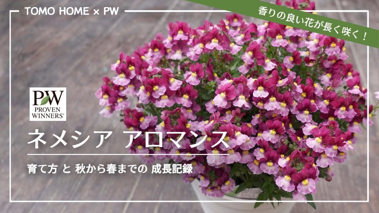 PW ネメシア アロマンス育て方 by ともHOMEさん