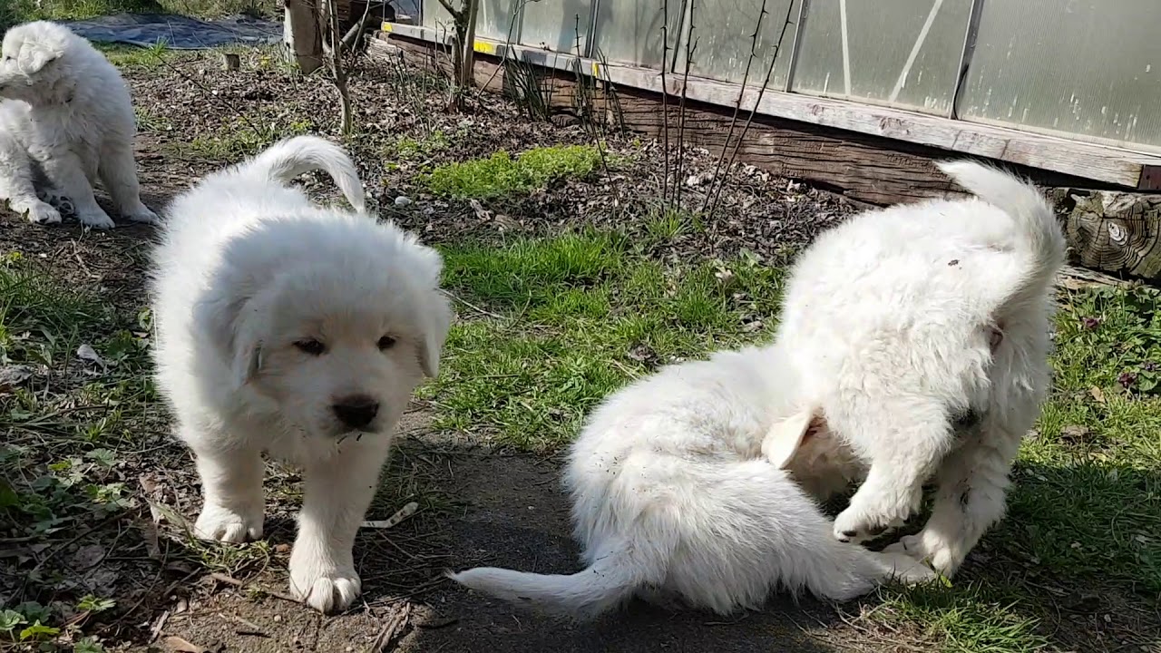 Cane da Pastore Maremmano-Abruzzese, 7 Wochen alt , 02.04.2019
