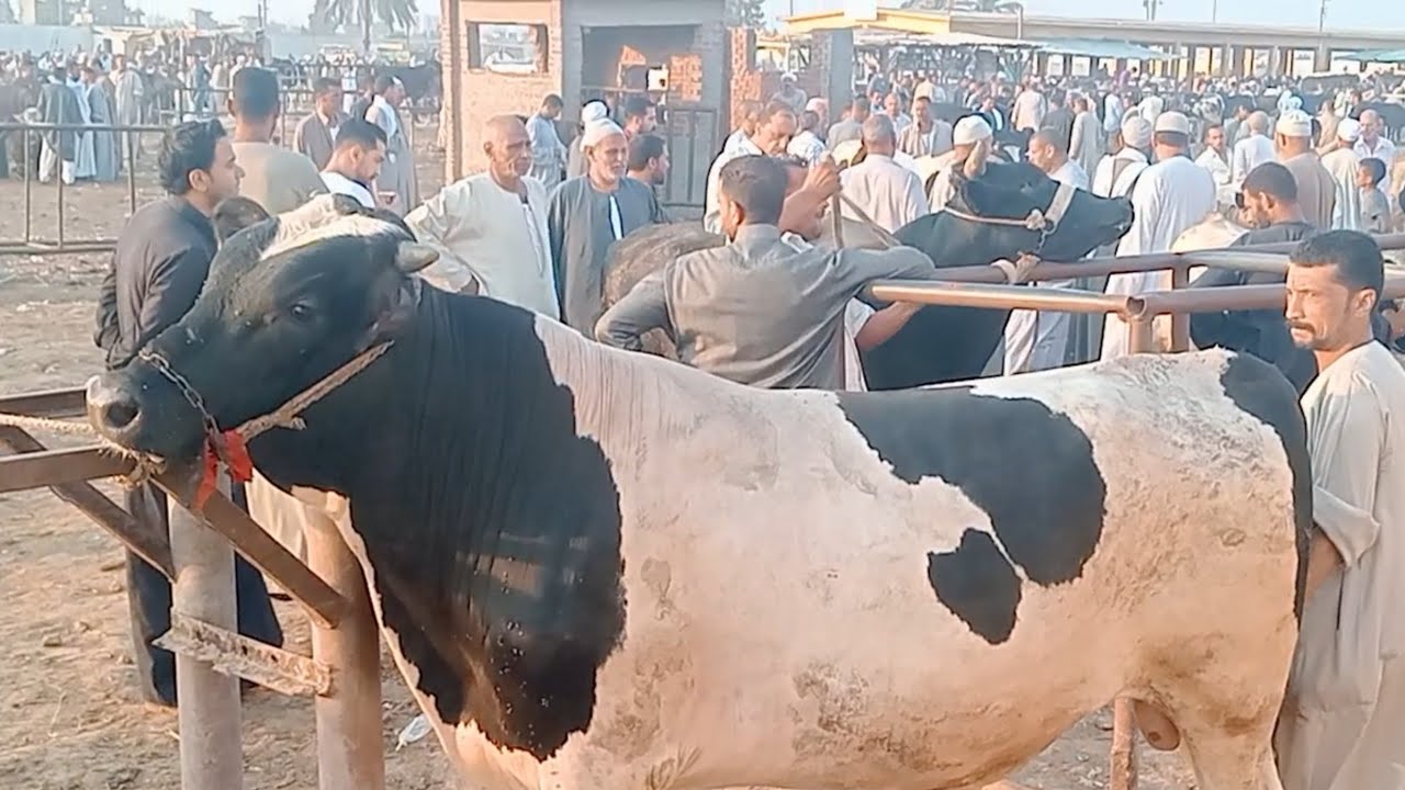 اسعار العجول الذكوره اللحم البقري في سوق دمنهور العمومي للمواشي يوم 9/8/2025