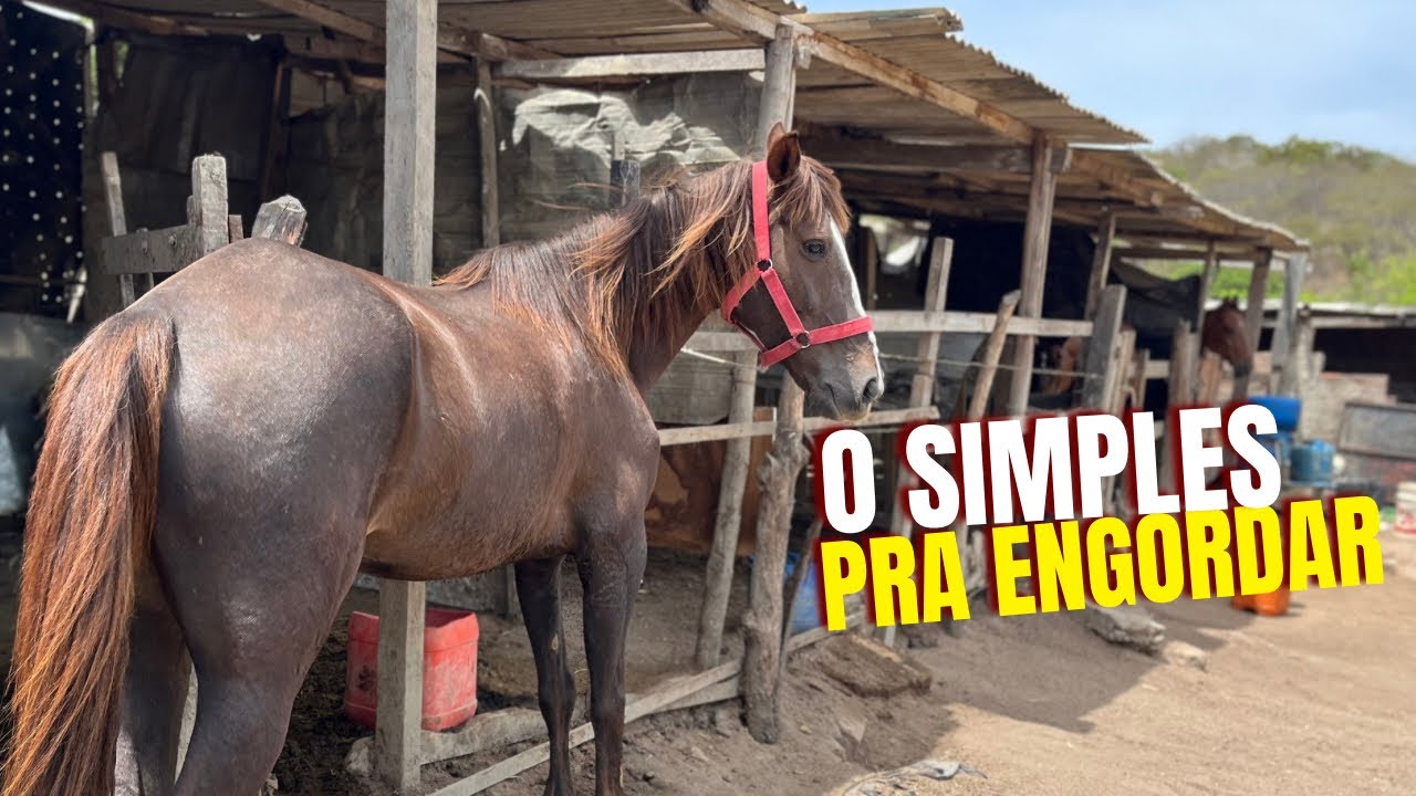 DÊ ISSO PARA SEU CAVALO ENGORDAR(Hugo Menezez)