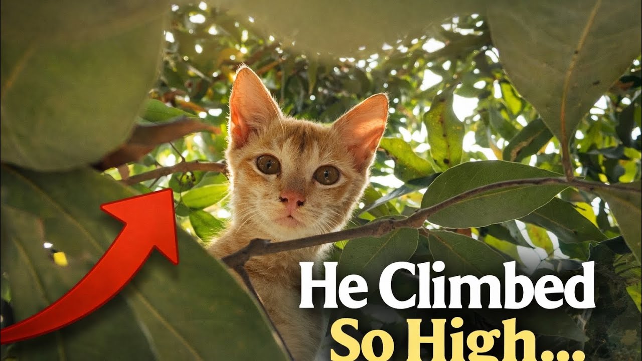 I Didn’t Expect Haiba to Climb This High… 🌿🐾 #Haiba #CatLife #CuteCats