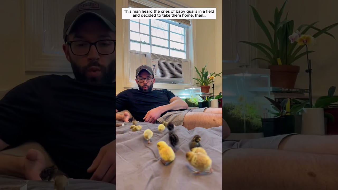 This man heard the cries of baby quails in a field and decided to take them home, then..