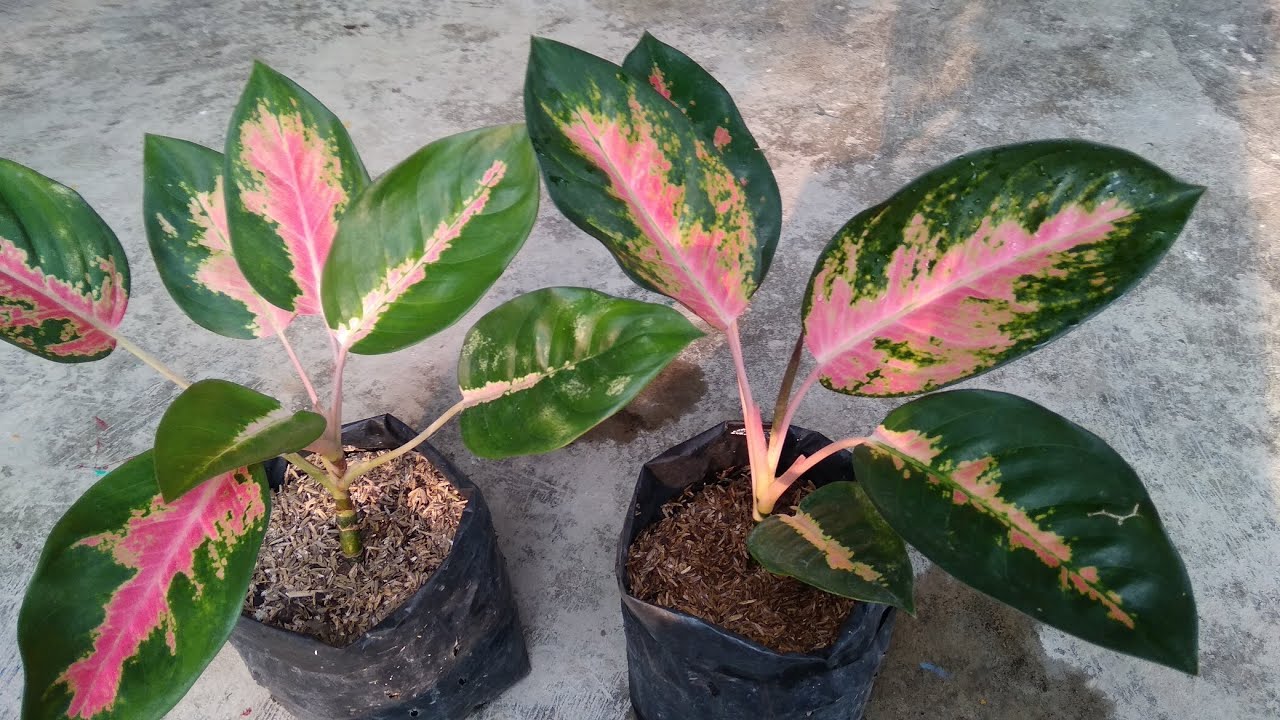 How to Propagate Aglaonema Using Natural Rooting Hormone - Propagate Aglaonema Plant Cuttings